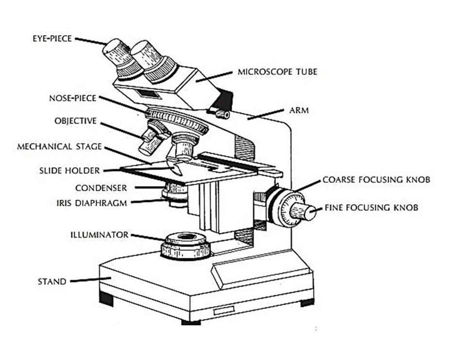 Arm of Compound Microscope