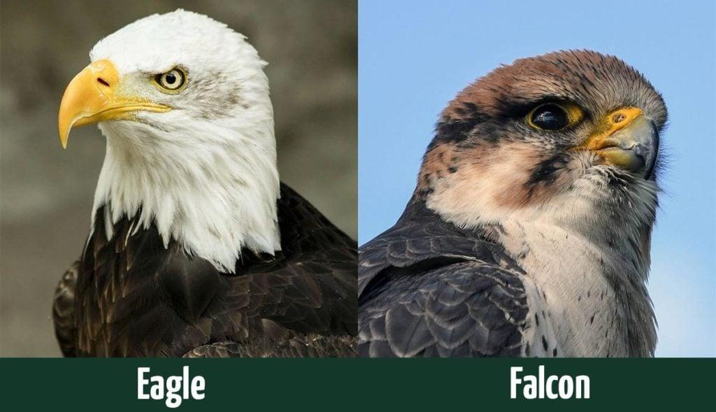 Habitat and Home of Falcons and Eagles