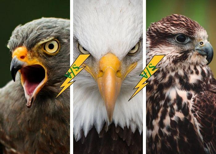 Hawk vs Falcon Vs Eagle Difference