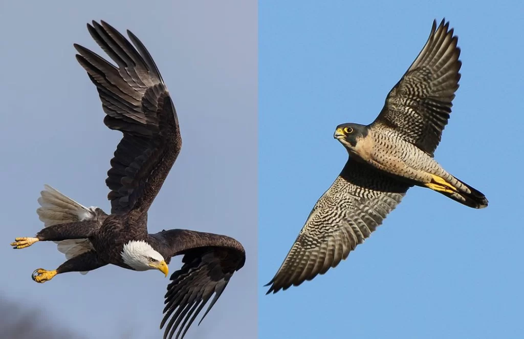 Migration Process of Falcon Vs Eagle