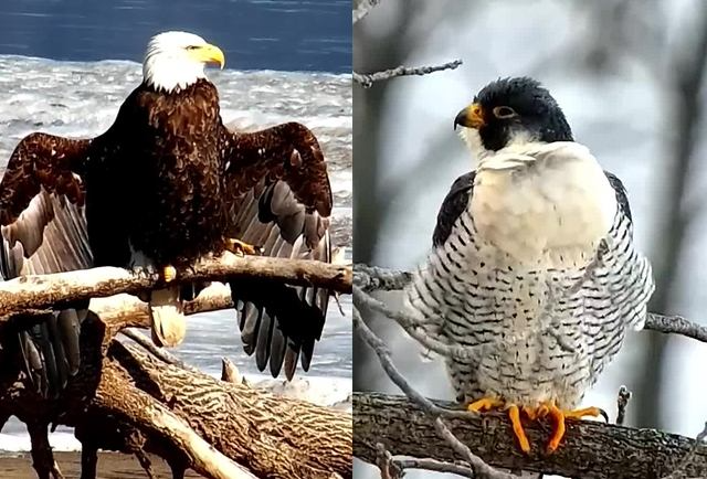 The Behavior of Falcon and Eagle
