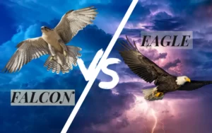 Falcon vs Eagle