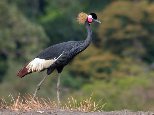 Black Crowned Crane