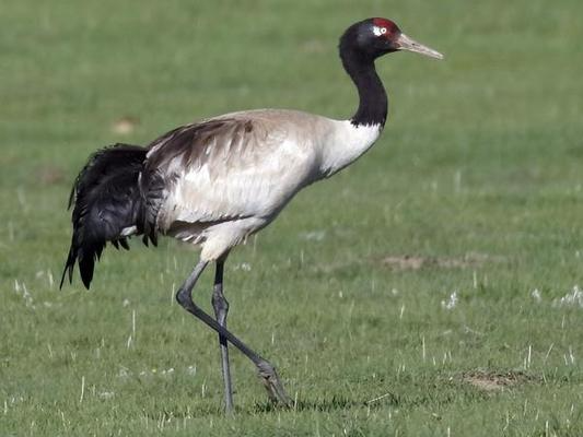 Black Necked Crane