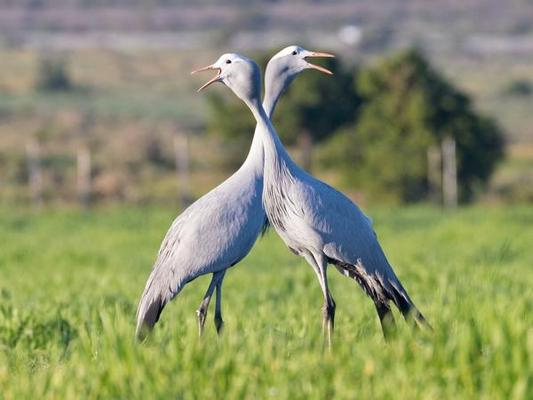 Blue Crane