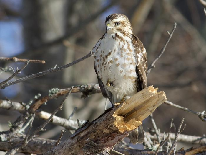 Broad Winged Hawk