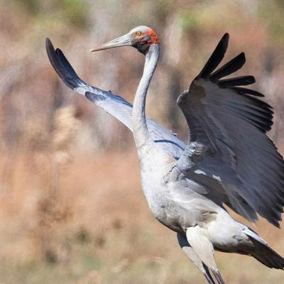 Brolga Australian Crane