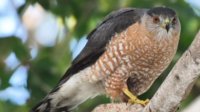 Cooper's Hawk