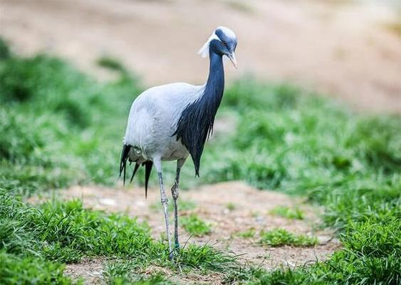 Demoiselle Crane