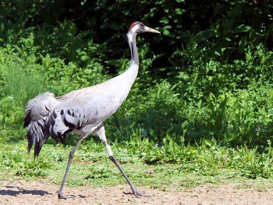 Eurasian Crane