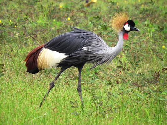 Grey Crowned Crane