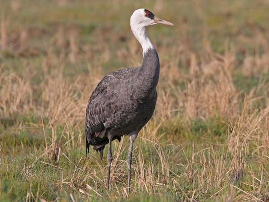 Hooded Crane