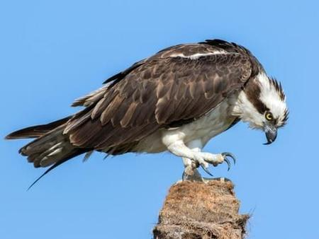 Osprey Hawk