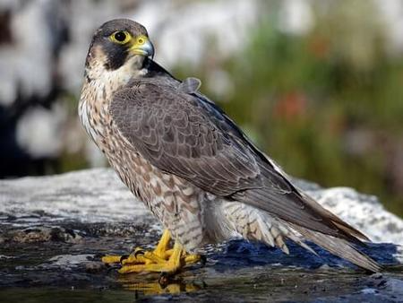 Peregrine Falcon Hawk
