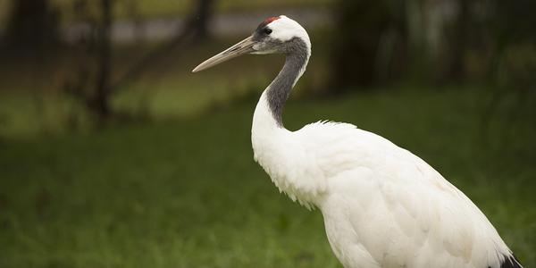 Red-Crowned Crane