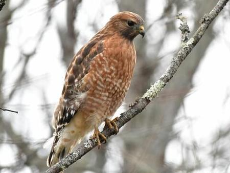 Red Shouldered Hawk