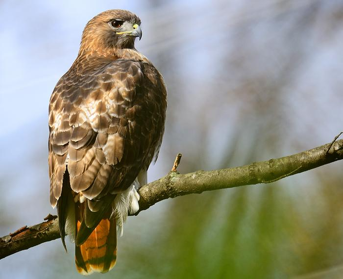 Red Tailed Hawk