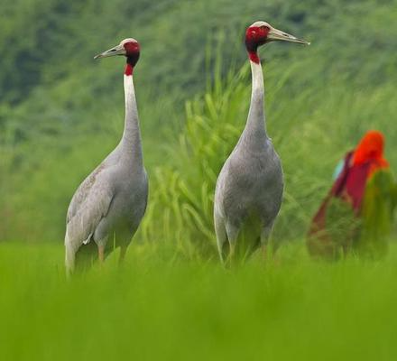 Sarus Crane