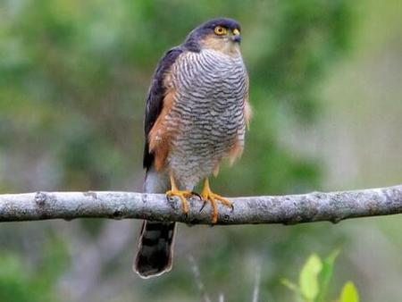 Sharp Shinned Hawk