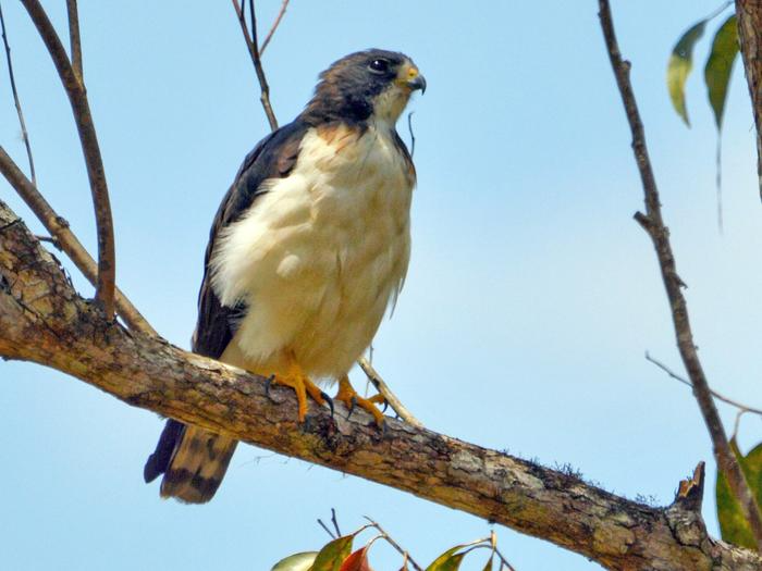 Short Tailed Hawk