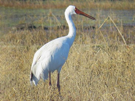 Siberian Crane