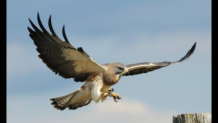 Swainson's Hawk