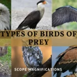 Types of Birds of Prey List, Identification, Diet, and Lifespan
