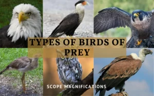 Types of Birds of Prey