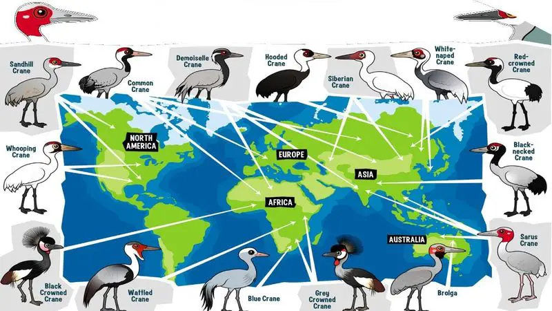 15 Types of Crane Birds