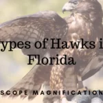 Types of Hawks in Florida | Lifespan Guide