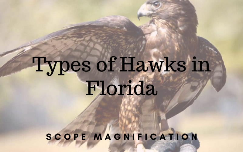 Types of Hawks in Florida