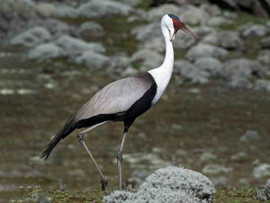 Wattled Crane