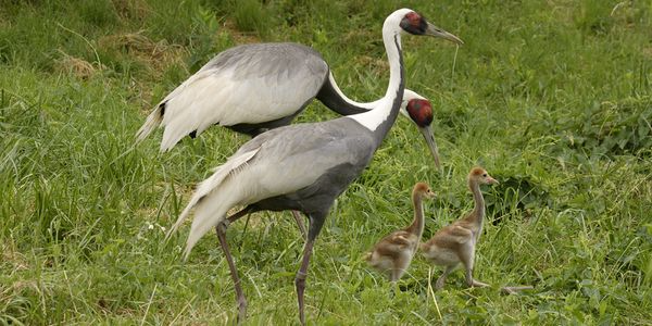 White Naped Crane