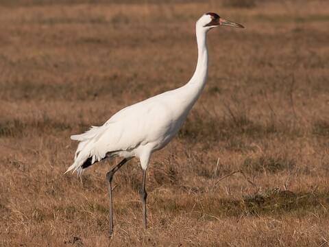 Whooping Crane