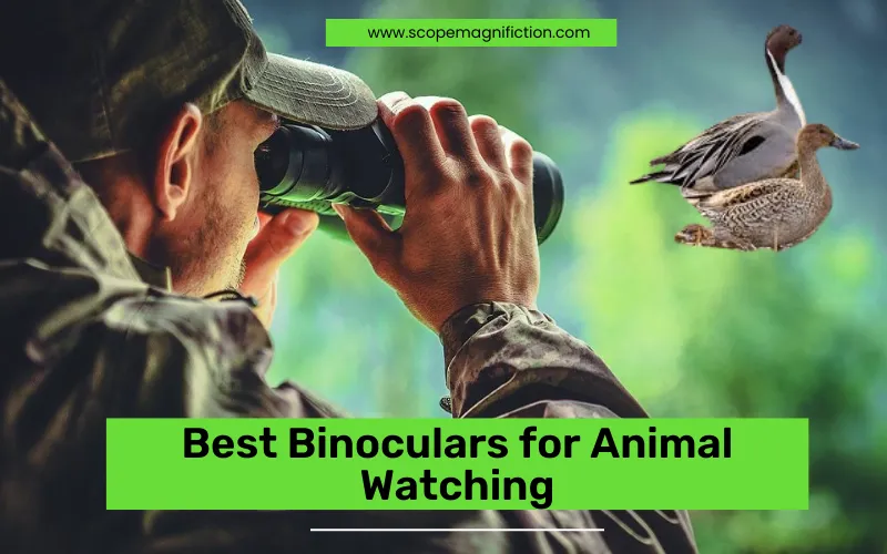 Best Binoculars for Animal Watching