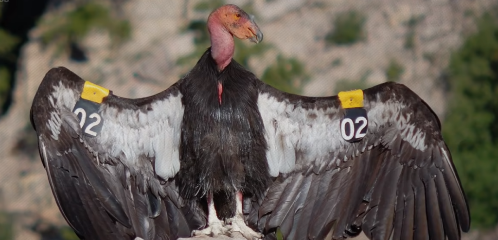 California Condor