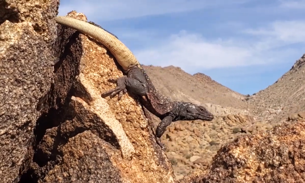 Common Chuckwalla