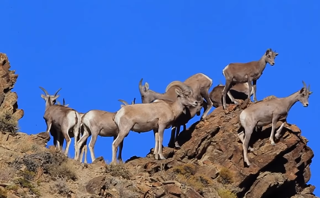 Desert Bighorn Sheep