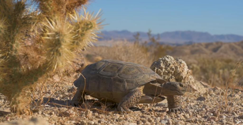 Desert Tortoise