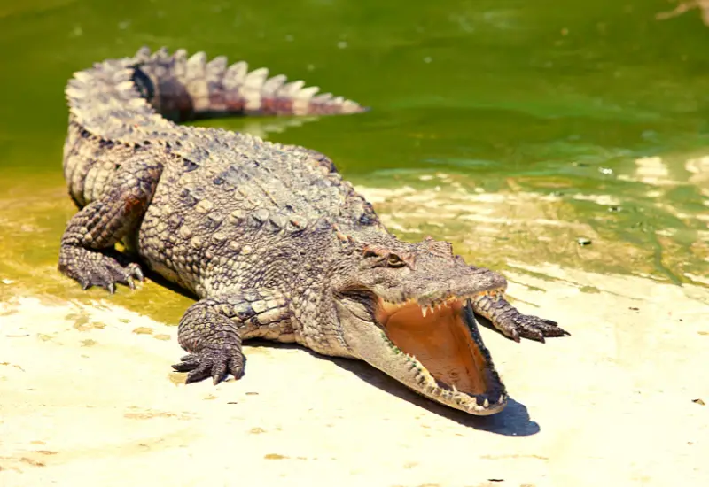 Factors to Decide Alligator Hunters Pay