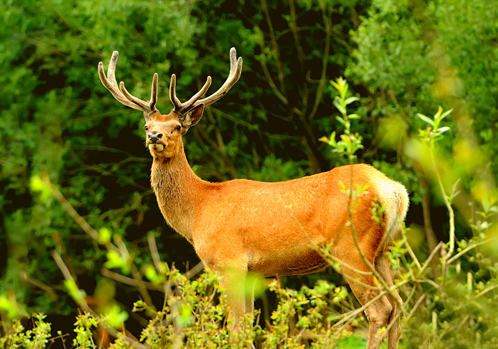 How Much Wind Can Affect Deer Hunting