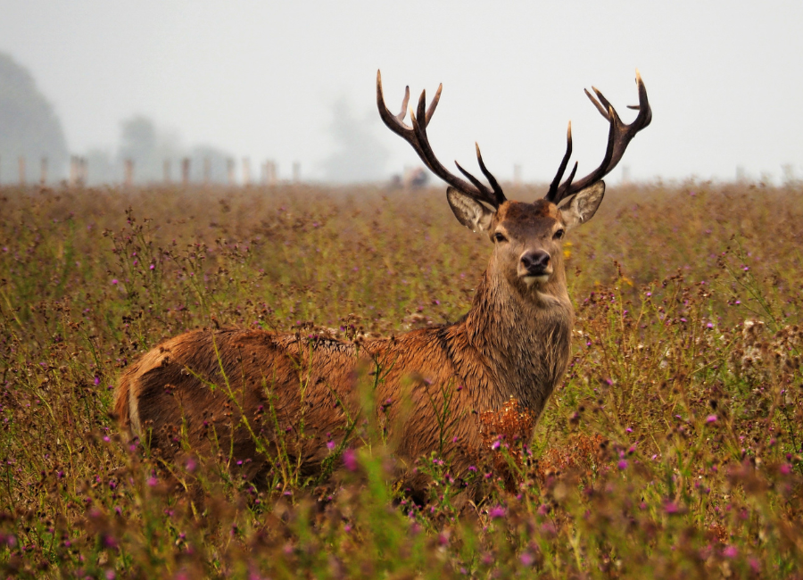 How to Get the Best Out of Windy Weather While Deer Hunting