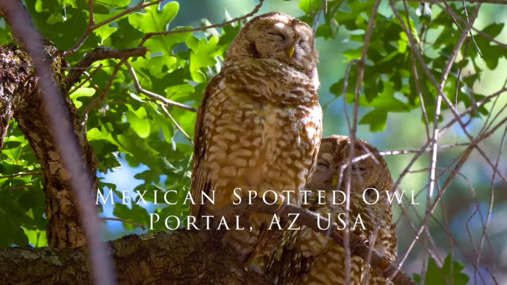 Mexican Spotted Owl