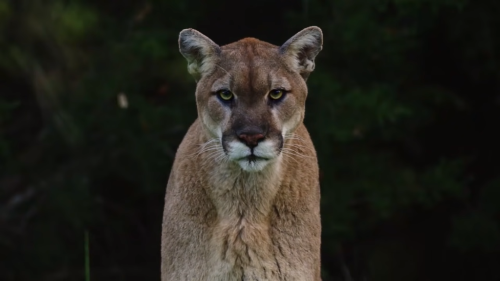 Mountain Lion