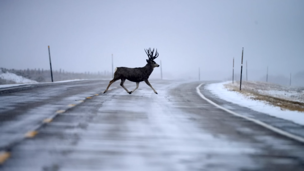 Mule Deer