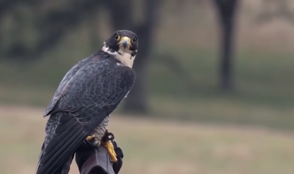 Peregrine Falcon