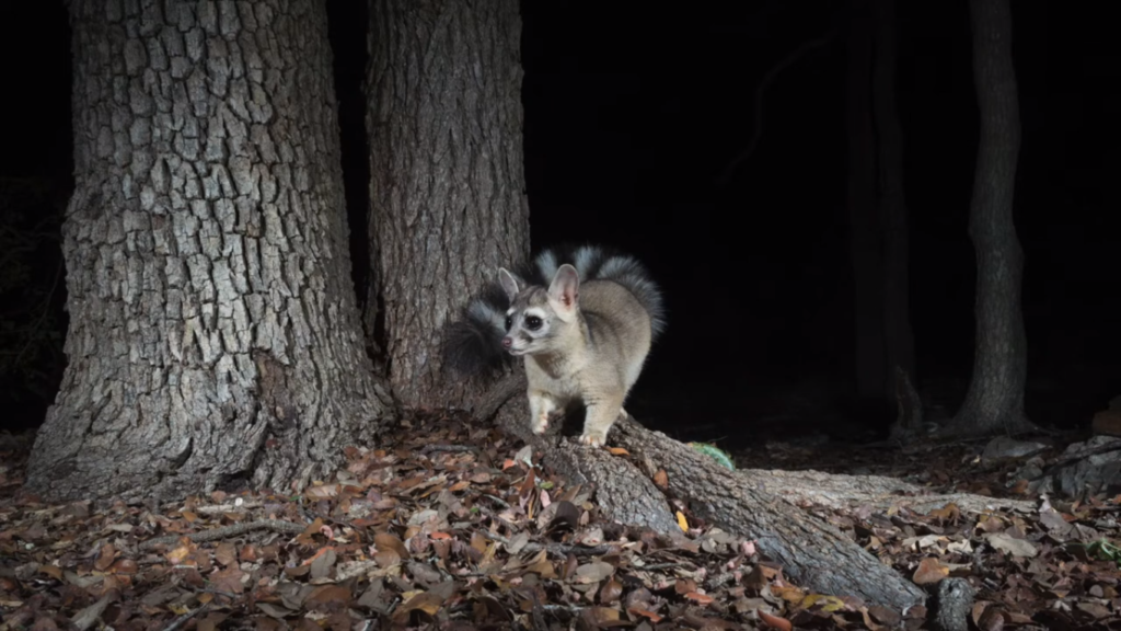 Ringtail Cat