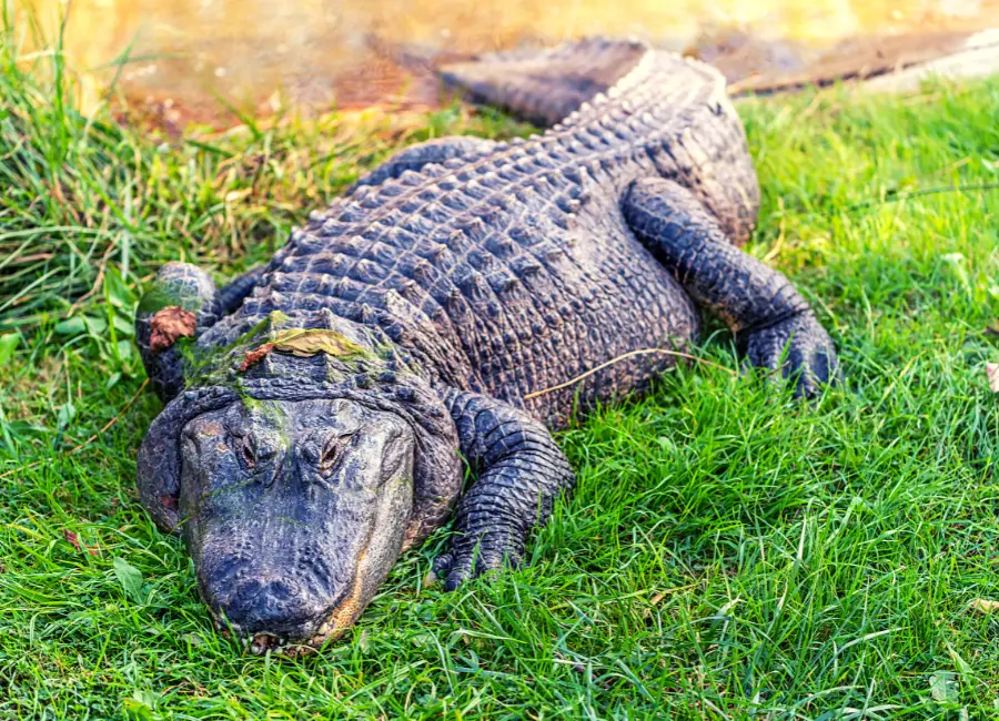 Size of Alligator