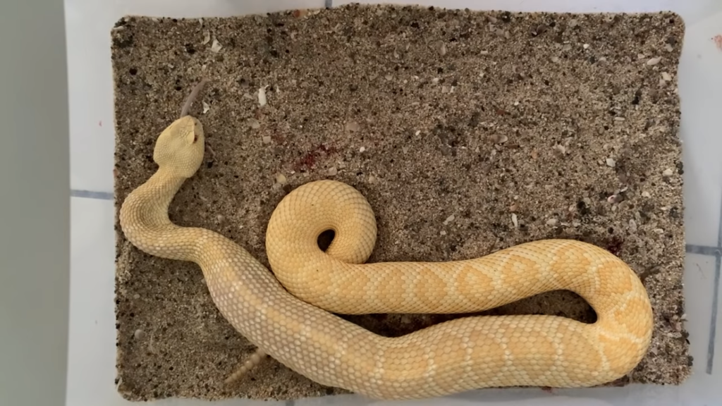 Western Rattlesnake