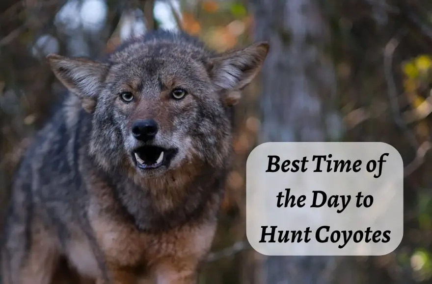 What Is Best Time of the Day to Hunt Coyotes